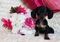 Wendy, a female Miniature Dachshund for sale in Belgrade, MN – Photo 4 of 9