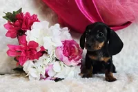 Wendy, a female Miniature Dachshund for sale in Belgrade, MN – Photo 5 of 9