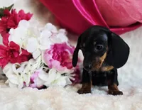 Wendy, a female Miniature Dachshund for sale in Belgrade, MN – Photo 9 of 9