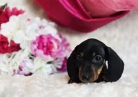 Wendy, a female Miniature Dachshund for sale in Belgrade, MN – Photo 8 of 9