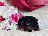 Wendy, a female Miniature Dachshund for sale in Belgrade, MN – Photo 1 of 9