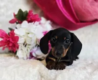 Wendy, a female Miniature Dachshund for sale in Belgrade, MN – Photo 7 of 9