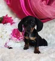 Wendy, a female Miniature Dachshund for sale in Belgrade, MN – Photo 6 of 9