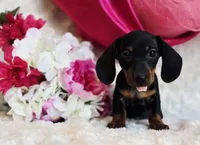 Wendy, a female Miniature Dachshund for sale in Belgrade, MN – Photo 2 of 9