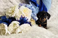 Doda, a male Miniature Dachshund for sale in Belgrade, MN – Photo 10 of 10