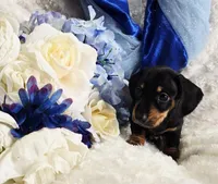 Doda, a male Miniature Dachshund for sale in Belgrade, MN – Photo 8 of 10