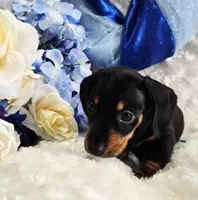 Doda, a male Miniature Dachshund for sale in Belgrade, MN – Photo 5 of 10