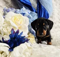 Doda, a male Miniature Dachshund for sale in Belgrade, MN – Photo 9 of 10