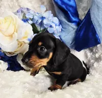 Doda, a male Miniature Dachshund for sale in Belgrade, MN – Photo 7 of 10