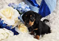 Doda, a male Miniature Dachshund for sale in Belgrade, MN – Photo 6 of 10