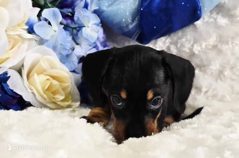 Doda – Miniature Dachshund puppy for sale in Belgrade, MN