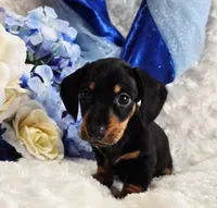 Doda, a male Miniature Dachshund for sale in Belgrade, MN – Photo 4 of 10