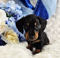 Doda, a male Miniature Dachshund for sale in Belgrade, MN – Photo 2 of 10