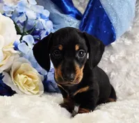 Doda, a male Miniature Dachshund for sale in Belgrade, MN – Photo 3 of 10