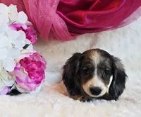 Jewels , a female Miniature Dachshund for sale in Belgrade, MN – 10 of 10