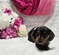 Sadie, a female Miniature Dachshund for sale in Belgrade, MN – 8 of 10