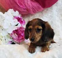 Red Reena , a female Miniature Dachshund for sale in Belgrade, MN – 9 of 10