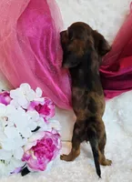 Red Reena , a female Miniature Dachshund for sale in Belgrade, MN – 10 of 10
