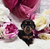 Squeeze, a male Miniature Dachshund for sale in Belgrade, MN – 3 of 10