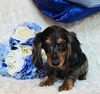 Scoutt, a male Miniature Dachshund for sale in Belgrade, MN – 4 of 10