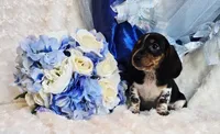 Rabbit, a male Miniature Dachshund for sale in Belgrade, MN – 6 of 10