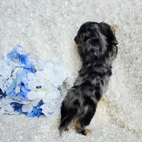 Bravvo, a male Miniature Dachshund for sale in Belgrade, MN – 7 of 7