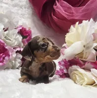 Kisses, a female Miniature Dachshund for sale in Belgrade, MN – 1 of 10