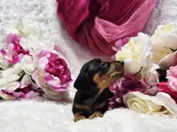 Squeeze, a male Miniature Dachshund for sale in Belgrade, MN – 2 of 10