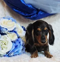 Scoutt, a male Miniature Dachshund for sale in Belgrade, MN – 9 of 10