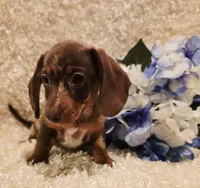 Hurshal, a male Miniature Dachshund for sale in Belgrade, MN – 2 of 10