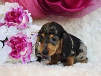 Lou, a female Miniature Dachshund for sale in Belgrade, MN – 3 of 7