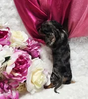 Sadie, a female Miniature Dachshund for sale in Belgrade, MN – 2 of 10