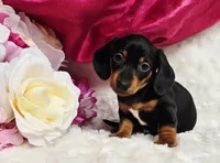 Darla, a female Miniature Dachshund for sale in Belgrade, MN – 6 of 10