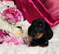 Sally, a female Miniature Dachshund for sale in Belgrade, MN – 6 of 10