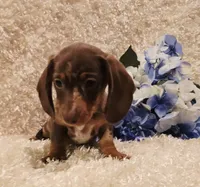 Hurshal, a male Miniature Dachshund for sale in Belgrade, MN – 7 of 10