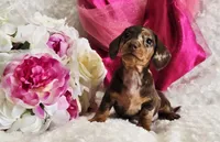 Sadie, a female Miniature Dachshund for sale in Belgrade, MN – Photo 2 of 10