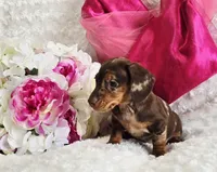 Sadie, a female Miniature Dachshund for sale in Belgrade, MN – Photo 6 of 10
