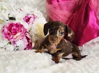 Sadie, a female Miniature Dachshund for sale in Belgrade, MN – Photo 3 of 10