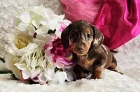 Sadie, a female Miniature Dachshund for sale in Belgrade, MN – Photo 4 of 10