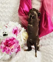 Sadie, a female Miniature Dachshund for sale in Belgrade, MN – Photo 10 of 10