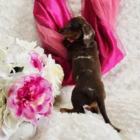 Sadie, a female Miniature Dachshund for sale in Belgrade, MN – Photo 9 of 10