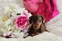 Sadie, a female Miniature Dachshund for sale in Belgrade, MN – Photo 7 of 10