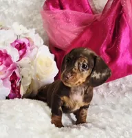 Sadie, a female Miniature Dachshund for sale in Belgrade, MN – Photo 1 of 10