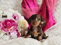 Sadie, a female Miniature Dachshund for sale in Belgrade, MN – Photo 5 of 10