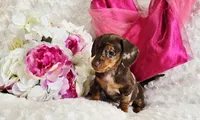 Sadie, a female Miniature Dachshund for sale in Belgrade, MN – Photo 8 of 10