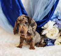 processed/36cee6ff-0d12-4806-8c58-606a1ca5f04d/listing/c3b10101-c907-42e4-be2a-d4ee1ec002db/8995c2fc-9514-44f5-ba8f-397b538ae0b4