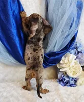 processed/36cee6ff-0d12-4806-8c58-606a1ca5f04d/listing/c3b10101-c907-42e4-be2a-d4ee1ec002db/d86df6df-5547-4a45-895c-b00e74de81f8