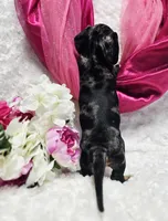 Madam, a female Miniature Dachshund for sale in Belgrade, MN – Photo 9 of 9