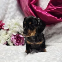 Madam, a female Miniature Dachshund for sale in Belgrade, MN – Photo 3 of 9
