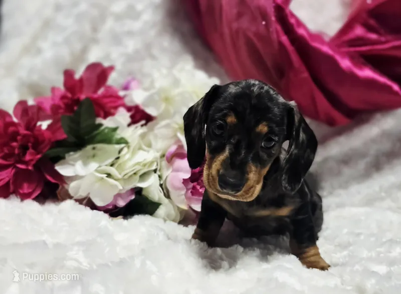 Madam, a female Miniature Dachshund for sale in Belgrade, MN – Photo 1 of 9